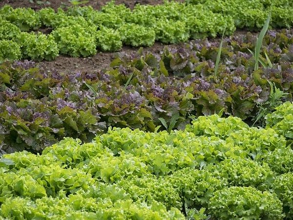 Comment créer un potager qui soit à la fois productif et esthétique ?