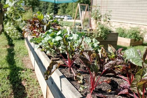 Les principes du jardinage biologique pour votre potager