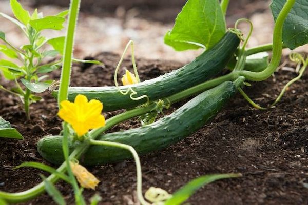 Comment associer les plantes entre elles pour favoriser leur croissance, leur santé et leur saveur ?