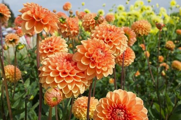 Quelles sont les fleurs les plus faciles à cultiver et à entretenir ?