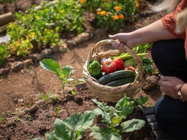 Nos idées pour débuter votre potager
