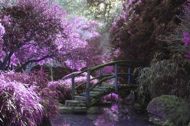 jardin fleurs violettes